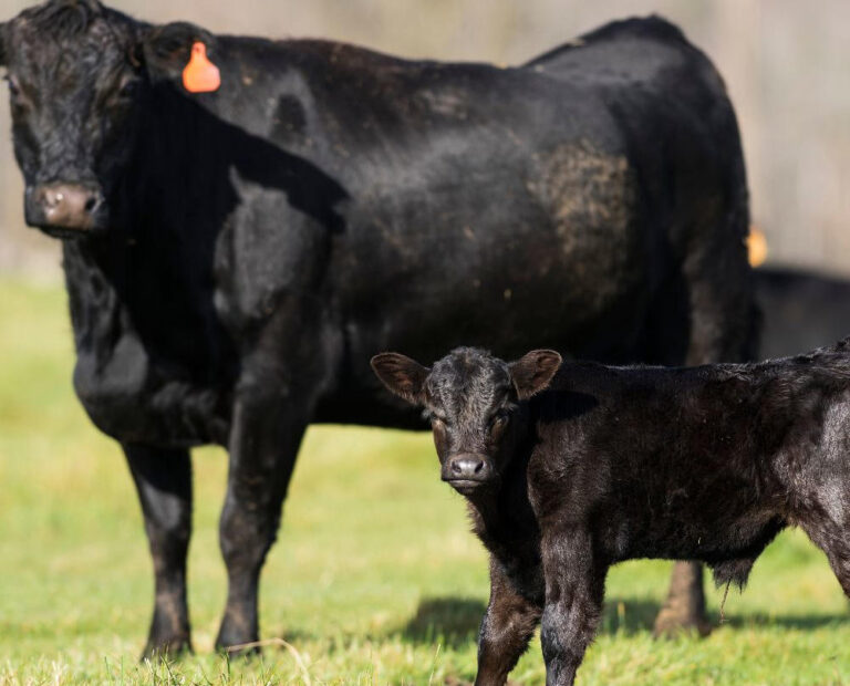 Bagley Risk Management is Providing Livestock Risk Protection Insurance for Ranchers and Farmers