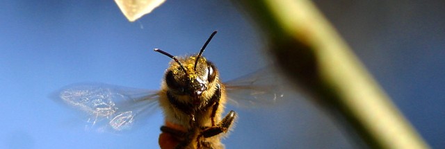 bee flying from pdphoto