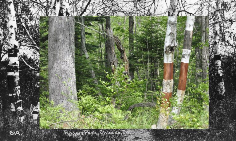 1743266599 14 Nora Moore Lloyd Birchbark Wiigwaas