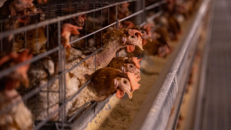 chickens 1152x648