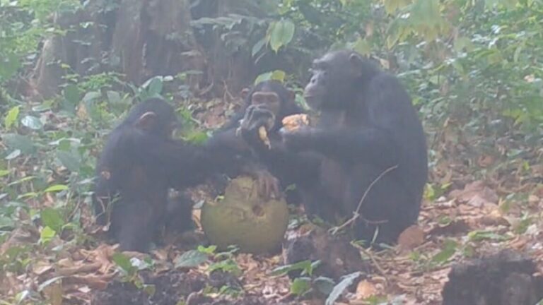 chimp1 1152x648